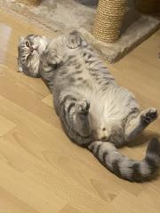 Scottish Fold Deckkater