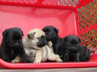 Wunderschöne Mini Mops Welpen, Beige und schwarz