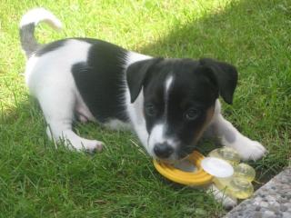 Jack Russell Welpe 10 Wochen alt