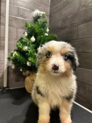 Miniature Australian Shepherd Mini Aussie