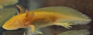 Axolotl Ambystoma mexicanum