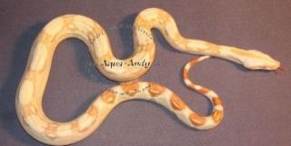 Boa constrictor albino sharp line 1. 500, - Euro