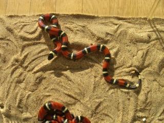 Lampropeltis triangulum sinaloe Königsnatter