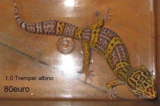 Leopardgeckos