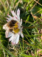 Bienenvölker Bienenvolk