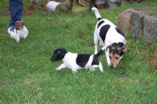 Jack Russel Terrier Welpe