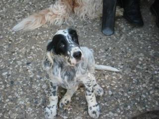 English-Setter. Welpen