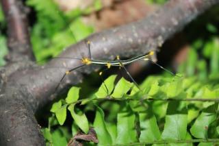 30 Jungtiere Peruanische Farnschrecken - Oreophoetes peruana abzugeben