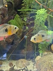 Mikrogeophagus altispinosus Bolivianischer Schmetterlingsbuntbarsch