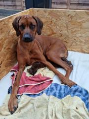 Rhodesian Ridgeback Welpen