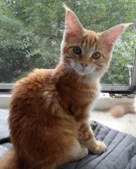 Inola, eine red tabby classic Maine Coon Kitten mit viel spaß an spielen sucht