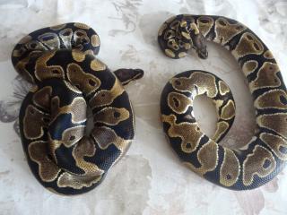 0. 1 Python regius nominat het Piebald im Doppelpack