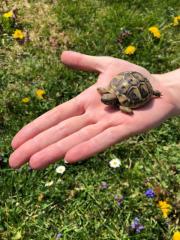 Griechische Landschildkröte