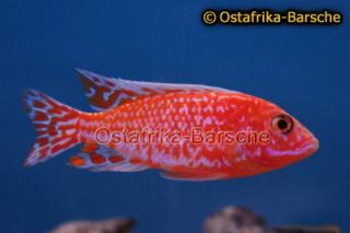 Aulonocara firefish Coral