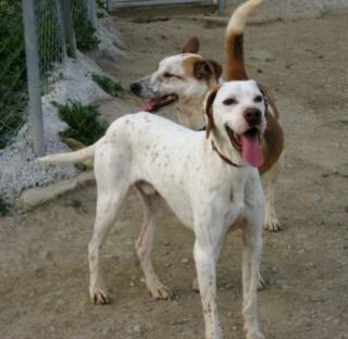 Lieber, stattlicher Pointer sucht eine Familie