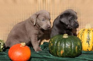 Labrador welpen in silber und charcoal