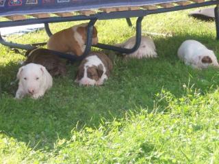 Wunderschöne Bullterrier Welpen MIT STAMMBAUM