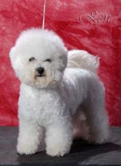 Welpen Bichon poil Fris