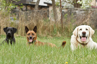 Hundepension und Hundeschule Georgia Greuter- Urlaub und Ausbildung, artgerecht