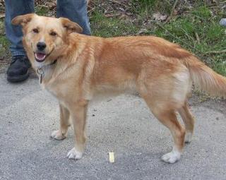 Labradormischlungs Hündin ca. 2 Jahre sucht ein neues zuhause