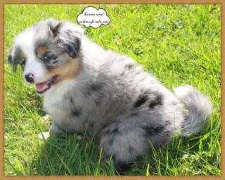 Wir dürfen ab sofort umziehen o Mini Australian Shepherd Welpen