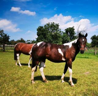 Paint Horse Hengst zu verkaufen