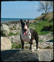 Miniatur Bullterrier Welpen