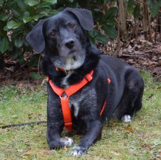 GRACIELLA - weiblich 8 Jahre 52 cm 25 kg Labrador-Mix Gechipt Kastriert