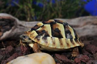 Griechische Landschildkröte, Testudo hermanni boettgeri