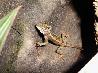 Japalura splendida, Chinesische Bergagame