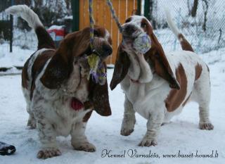 BassetHound hundin