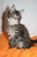 Mainecoonkitten