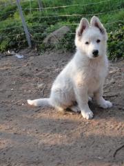 Ein weißer Eisbär sucht noch ein neuen Kuschelplatz