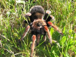 Biete Brachypelma baumgarteni, selten