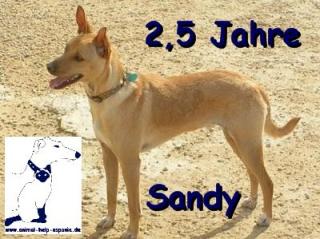 Sandy sucht neuen Wirkungskreis