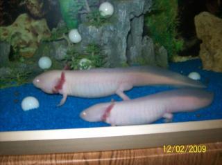 2 Albino- Axolotl mit Aquarium 128L zu verkaufen