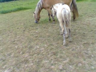 Haflinger Stute mit Hengstfohlen, ohne Papiere