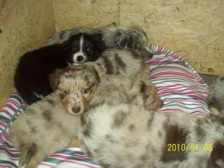 Nur noch 4 wunderschöne Australian Shepherd Welpen