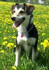 Bordercollie/Beaglemixhündin