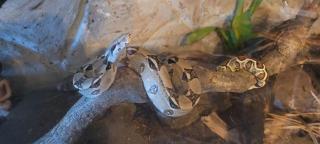 Boa Constrictor imperator