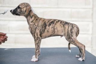 Whippet Hobbyzucht Valentine Dogs 3 Welpen