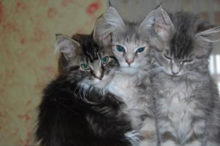 Maine Coon 3 mädels suchen ein zuhause