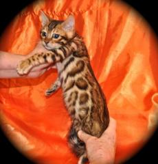 Reinrassige Bengal Kitten