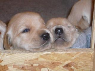 Goldenretriever- Labrador-Welpen suchen ein liebevolles Zuhause