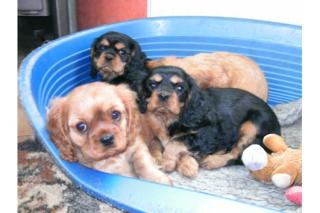 Reinrassige Cavalier King Charles Welpen mit Papiere