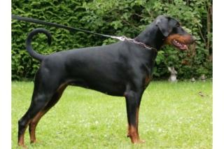 Dobermannwelpen mit Papiere aus liebevoller Aufzucht