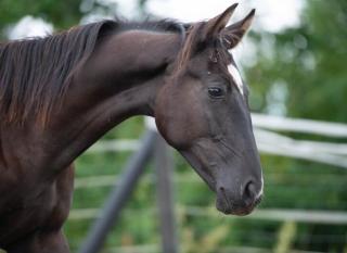 Trakehner Junghengste