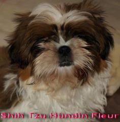 Shih Tzu Welpen, fertig geimpft, gesund inkl Ahnentafel