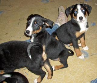 Appenzeller Sennenhundewelpen