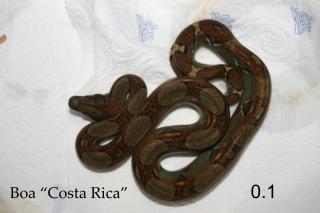 Boa constrictor imperator Costa Rica H E Stöckl Line